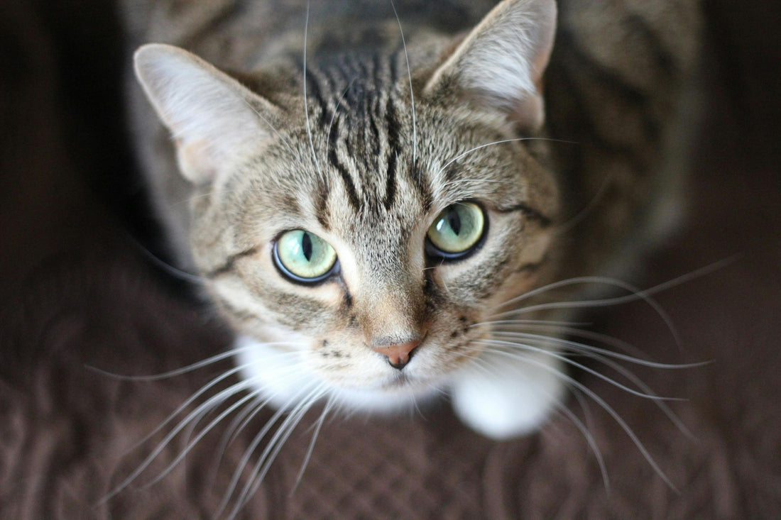 Construire et Entretenir une Belle Relation avec Son Chat