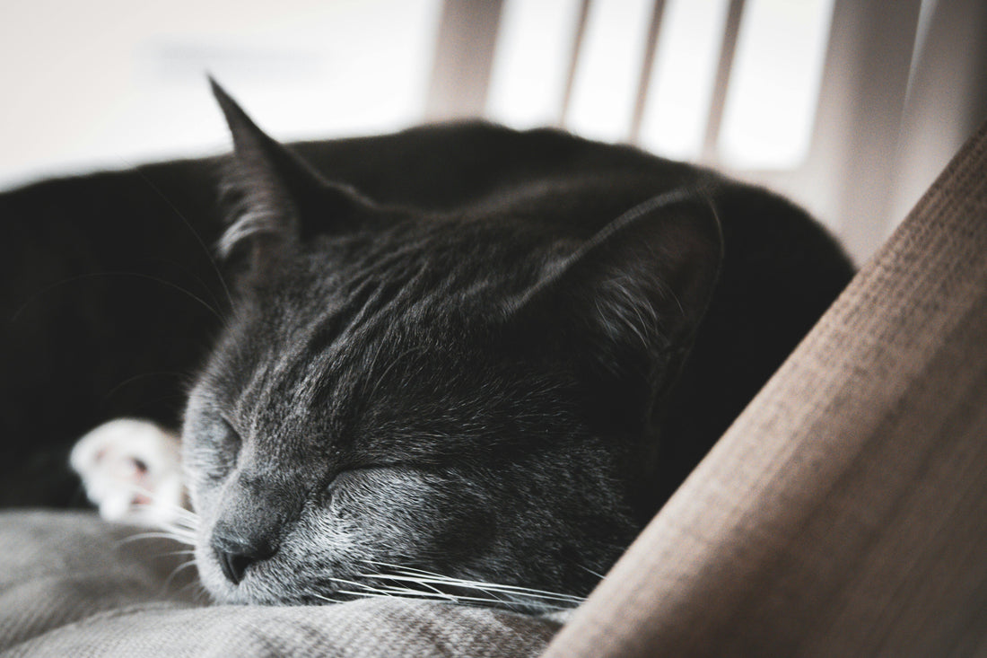 La Routine du Soir Idéale pour un Chat Apaisé et une Nuit Paisible